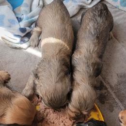 Dachshund Puppies from CLARK'S BREEDING PROGRAM