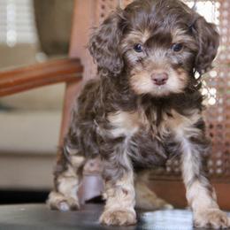 Bernedoodle and Cavapoo Puppies from Lawler’s Legacy Litters