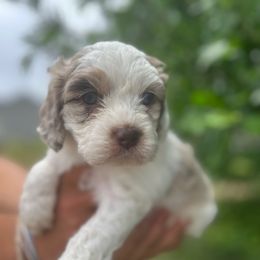 Chocolate Chip - Parti female Goldendoodle puppy in Tiverton, Rhode Island from South Shore Goldendoodles