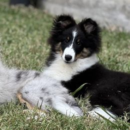 Shetland Sheepdogs from Highland Shelties