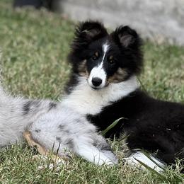 Shetland Sheepdogs from Highland Shelties