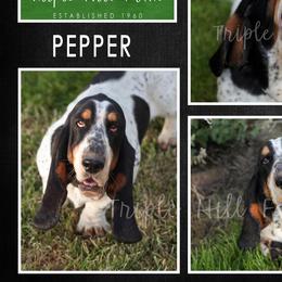 Pepper - Basset Hound