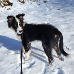 Luna - Australian Shepherd