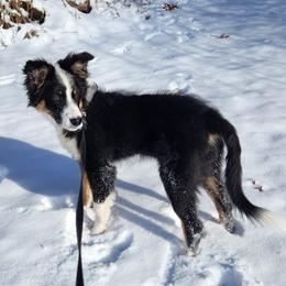 Luna - Australian Shepherd