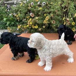Cocker Spaniel Puppies from Doc's Cockers