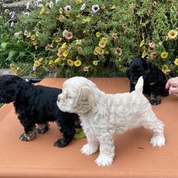Cocker Spaniel Puppies from Doc's Cockers