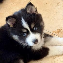 Toffee - Tri-color female Pomsky puppy in Cave Creek, Arizona from Arizona Luxury Pomskies