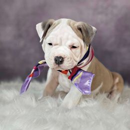 "Holly" Jolly Girl - Blue fawn American Bully puppy in Elberta, Alabama from Laser Elite Bully Creations