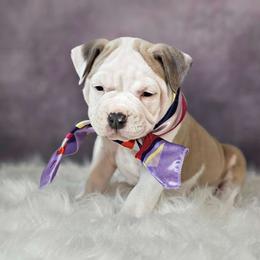 "Holly" Jolly Girl - Blue fawn American Bully puppy in Elberta, Alabama from Laser Elite Bully Creations