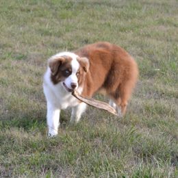 Remi - Australian Shepherd