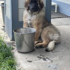Leonberger Puppies from Sinnsro Leonbergers