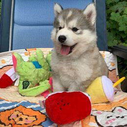 Siberian Husky Puppies from Canace Siberians
