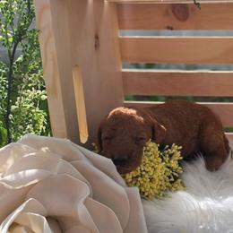 Copper - Red male Labradoodle puppy in Clinton, Ohio from P&L Doodles
