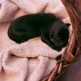Juniper - Black female Labrador Retriever puppy in Sweet Home, Oregon from Knotty Creek Labradors