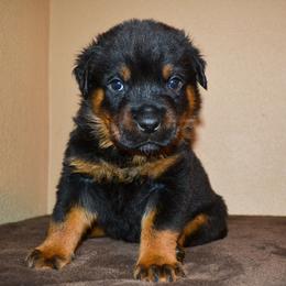 Boy 5 - Black and mahogany male Rottweiler puppy in Ethel, Washington from Titanenheim Rottweilers