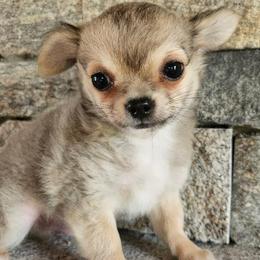 Boy 3 - male Chihuahua puppy in Newport, Maine from Pinewood Acres Chihuahuas