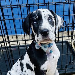 Great Dane Puppies from Florida Danes