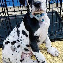 Great Dane Puppies from Florida Danes