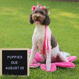 Labradoodles from SOLA Doodles