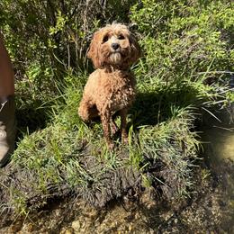 Cavapoo and Dachshund All Grown Up from Bliss Hafen