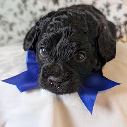 Charlie - Black male Shihpoo puppy in Rockledge, Florida from Bellady's Shihpoos