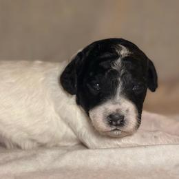 Belle - Parti female Goldendoodle puppy in Saint Louis, Missouri from Jax Doodles