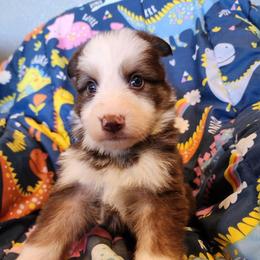 Iris - Liver female German Shepherd puppy in Los Lunas, New Mexico from Mali's German Shepherds LLC