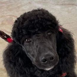 Catahoula Leopard Dogs, Goldendoodles, Poodles, and Sheepadoodles from Prospect Catahoula Farms, LLC