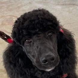 Catahoula Leopard Dogs, Goldendoodles, Poodles, and Sheepadoodles from Prospect Catahoula Farms, LLC