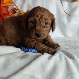 Coton de Tulear and Poodle Puppies from Legacy Pets