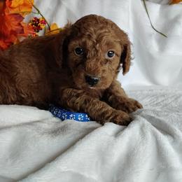 Coton de Tulear and Poodle Puppies from Legacy Pets