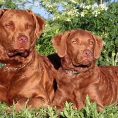 Chesapeake Bay Retrievers from Flying "B" Kennels