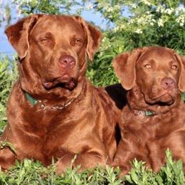 Chesapeake Bay Retrievers from Flying "B" Kennels