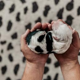 Sheepadoodle Puppies from DOODCompany