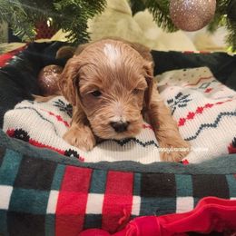 Snowball - Apricot male Goldendoodle puppy in Pennsylvania from Pennsylvanian Puppies