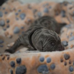 Black Collar - Gray male Cane Corso puppy in Colorado from Iconic Corso Kennel