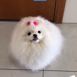 Pomeranian Puppies from Florida Loyals Pomeranian Breeder