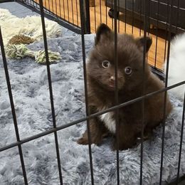 Chocolate  white chest - Chocolate male Pomeranian puppy in Meherrin, Virginia from Traveling Poms