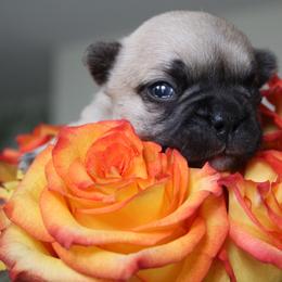 French Bulldog Puppies from Mt Olympus Frenchies