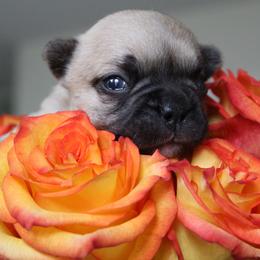 French Bulldog Puppies from Mt Olympus Frenchies