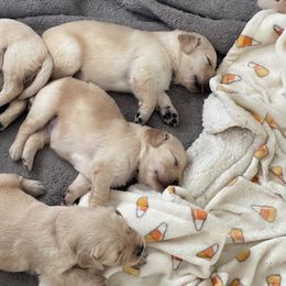 Golden Retriever Puppies from Ruff Life Goldens
