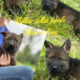 Yellow Collar - Sable female German Shepherd puppy in Canterbury, Connecticut from Nachtwaechter German Shepherds, LLC