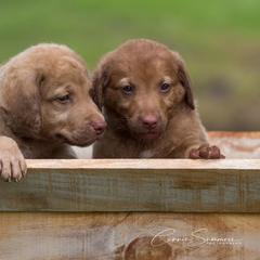 Chesapeake Bay Retriever Puppies from Whispering Oak Chesapeakes