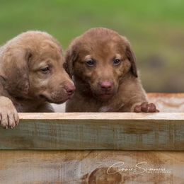 Chesapeake Bay Retriever Puppies from Whispering Oak Chesapeakes