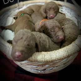 Chesapeake Bay Retriever Puppies from Shore Acres Chesapeakes