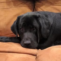 Ida - Labrador Retriever