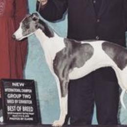 Whippets from Imperialis Kennels