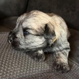 Sunshine - Wheaten female Miniature Schnauzer puppy in Bellingham, Washington from Tiki Love Farm
