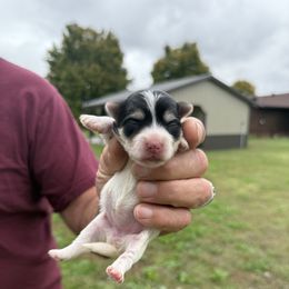 Noel - Black & tan tri-color female Morkie puppy in Oakland, Kentucky from Imperial Dogs