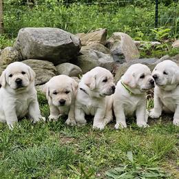Boy - Yellow male Labrador Retriever puppy in Plainwell, Michigan from Preuss Puppies